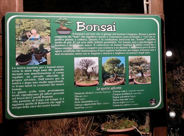 イタリアではなぜか盆栽が人気！ちょっと怪しい盆栽があちこちに【イタリア】