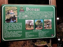 イタリアではなぜか盆栽が人気！ちょっと怪しい盆栽があちこちに【イタリア】