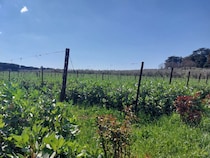 春先のブドウ畑に植えられている植物は？緑肥となるソラマメ【イタリア】