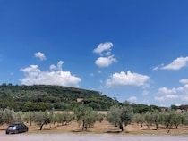 メイド・イン・スクールのオリーブオイル？学校の敷地内で生産される物品【イタリア】