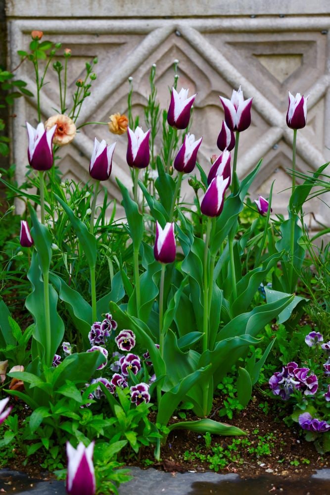 チューリップ‘リミニ’とパンジー