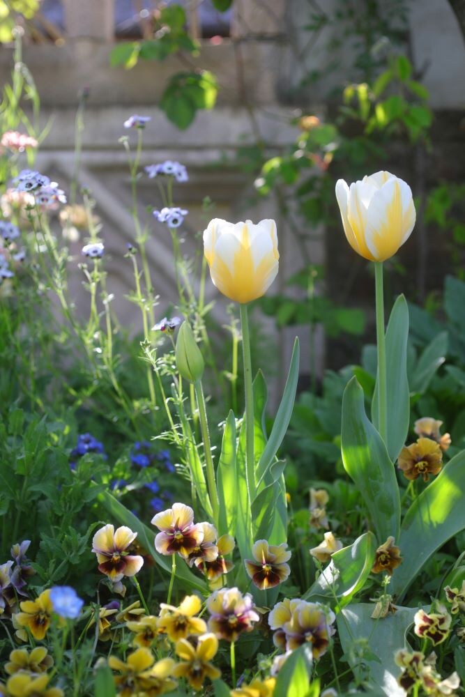 チューリップ‘レモンシフォン’とパンジー