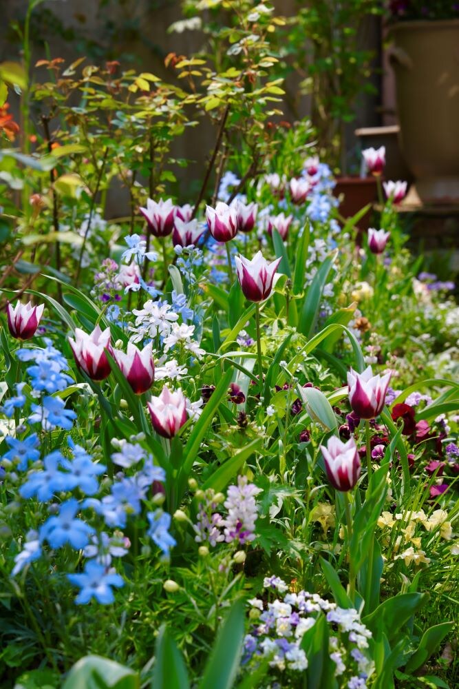 チューリップの庭づくり