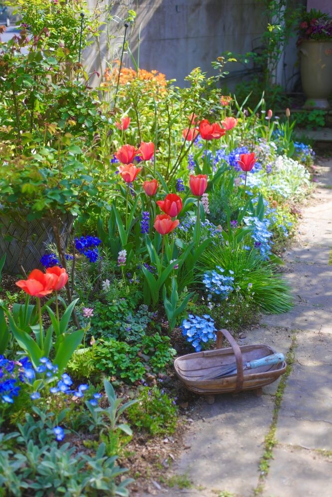 チューリップ‘アプリコットインプレッション’の庭デザイン