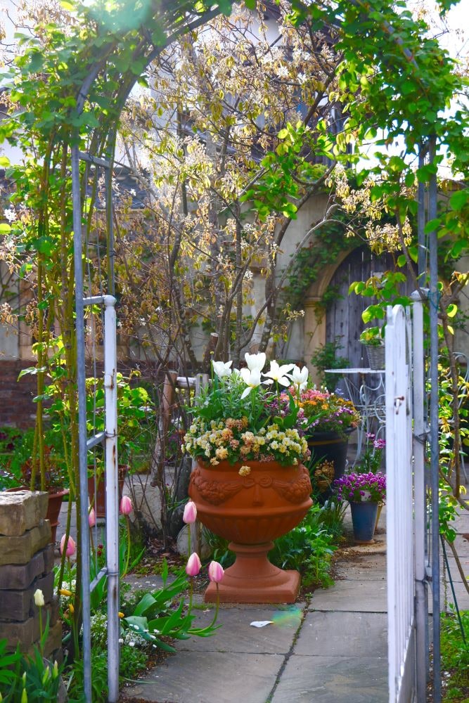 鉢植えのチューリップ