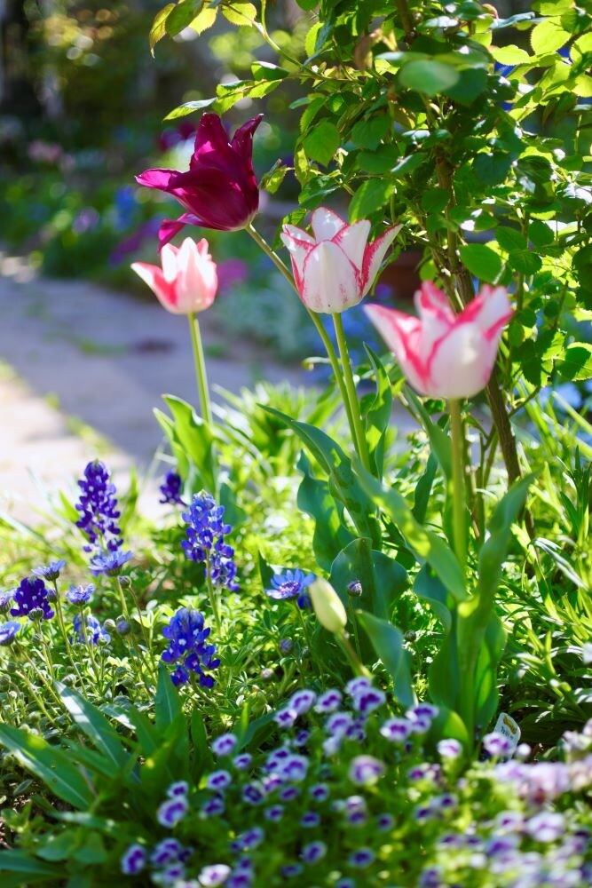 ルビナス‘ピクシーデライト’