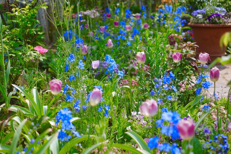 デルフィニウム‘チア’シリーズ