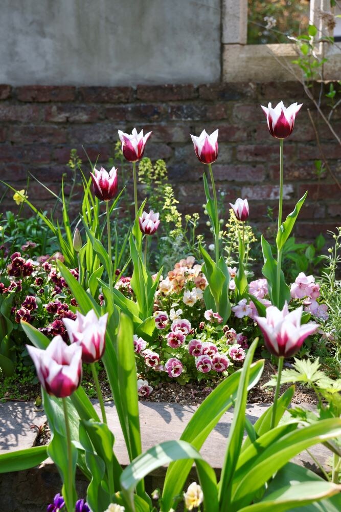 パンジー＆ビオラ