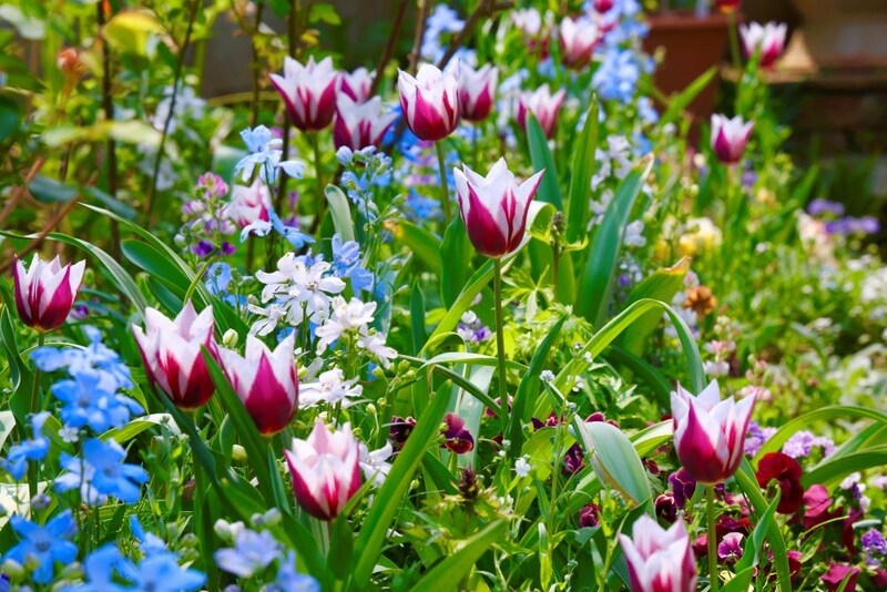 チューリップの庭づくり