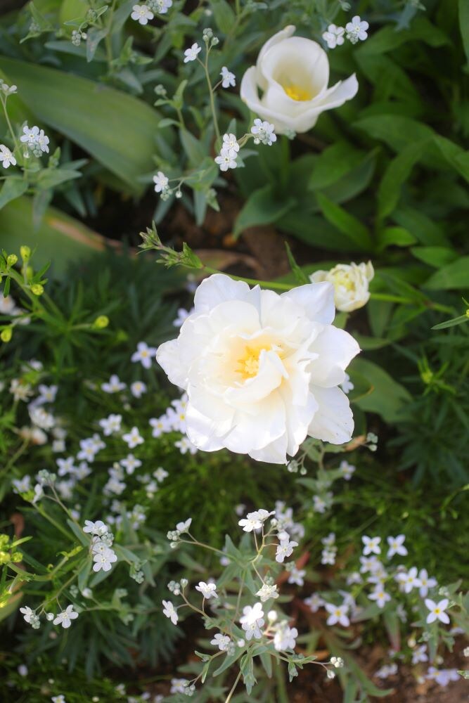 オンファロデス・リニフォリア