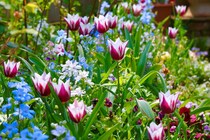 【花壇実例５】この秋そろえて春に満開！ チューリップ×一年草の色合わせレシピ