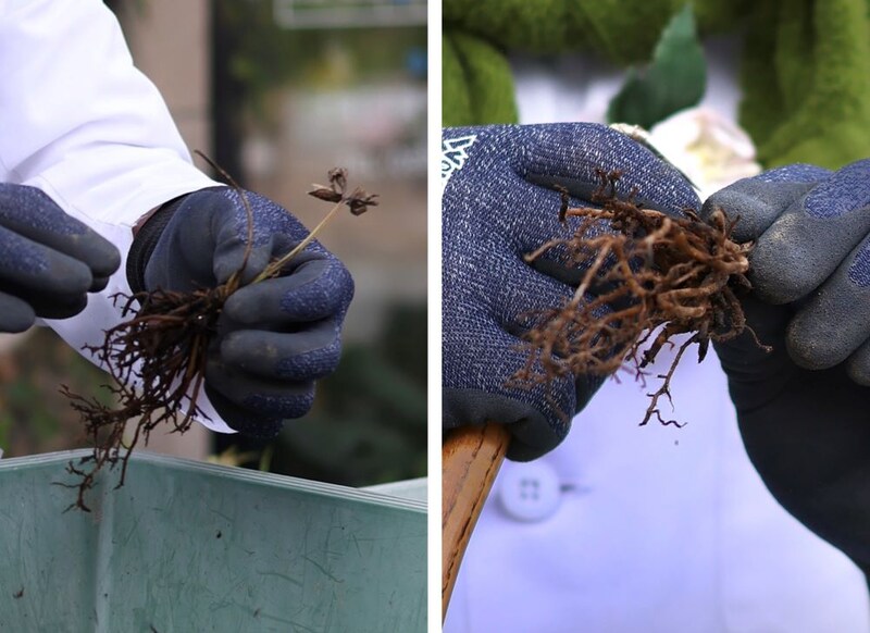 復活可能なクリスマスローズの根