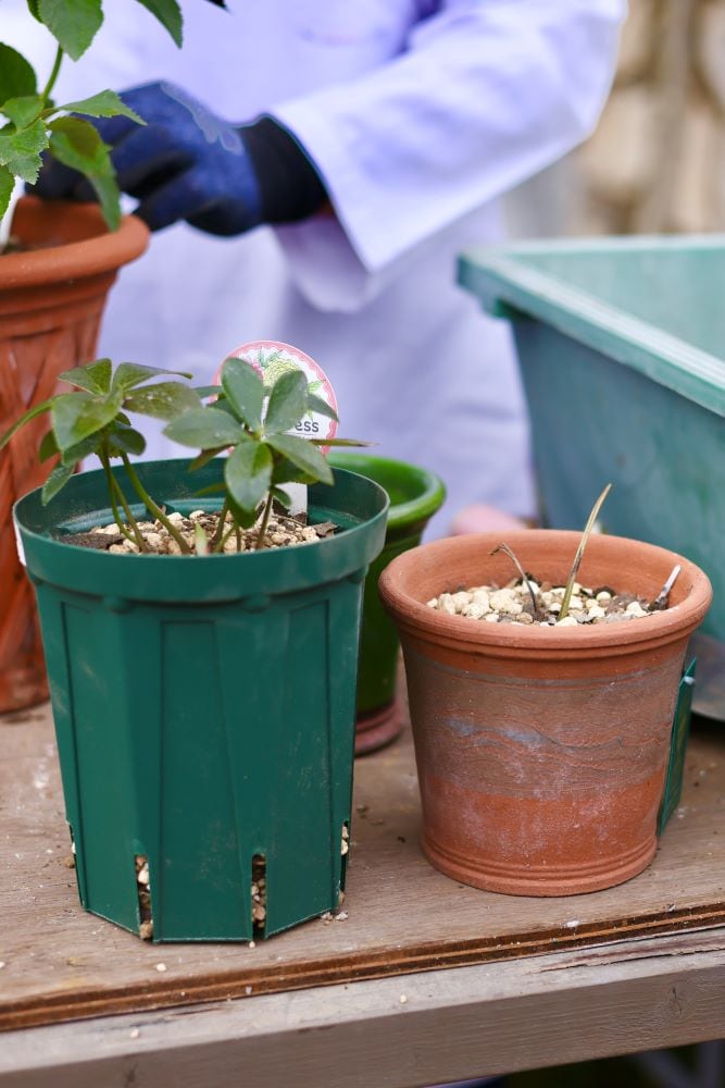 クリスマスローズの植え替え