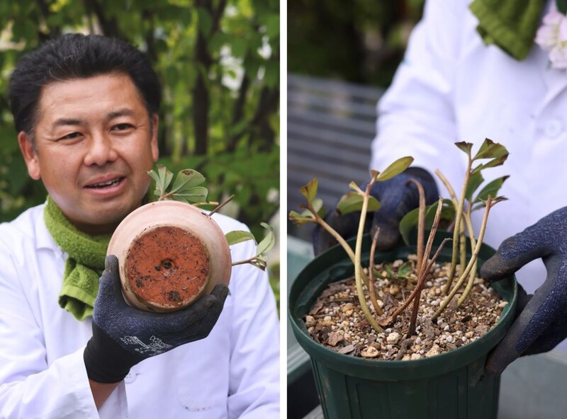 クリスマスローズの植え替え