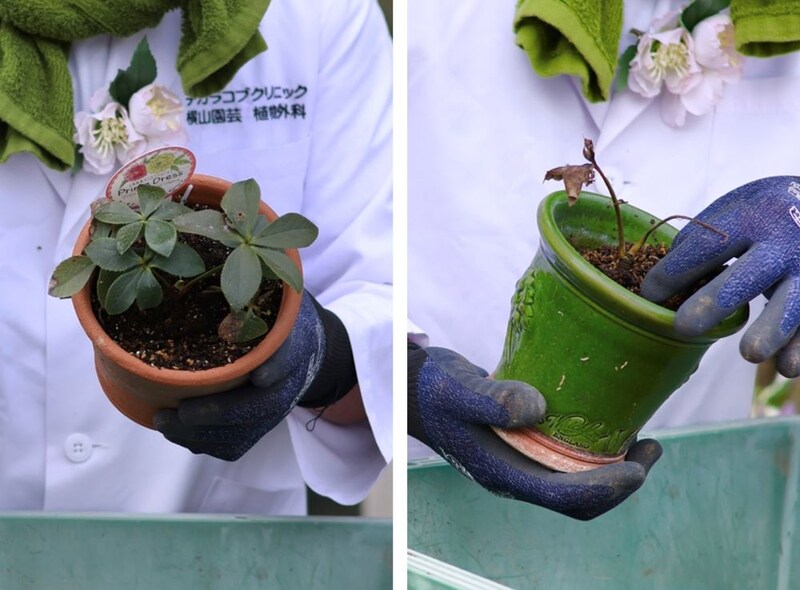 不調のクリスマスローズ