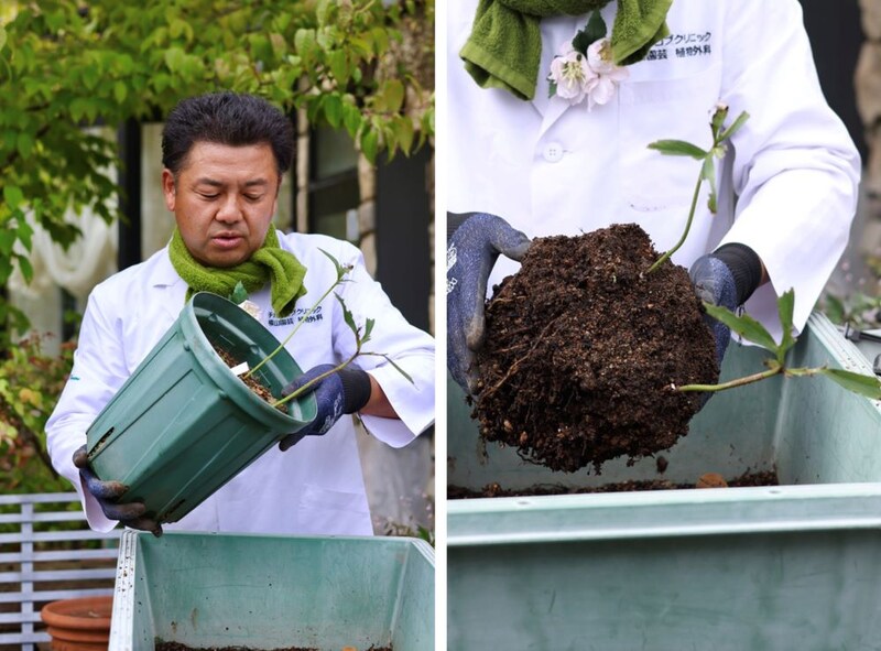 植え替え不足のクリスマスローズ