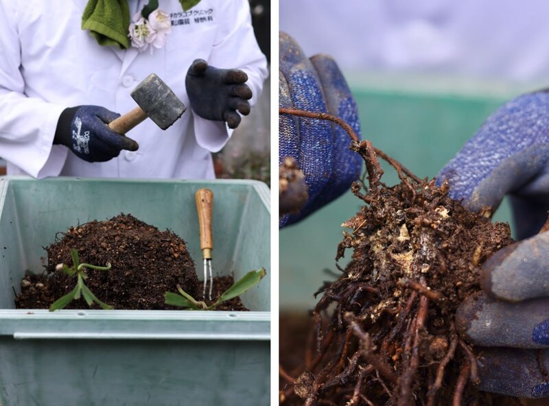 クリスマスローズの根の整理