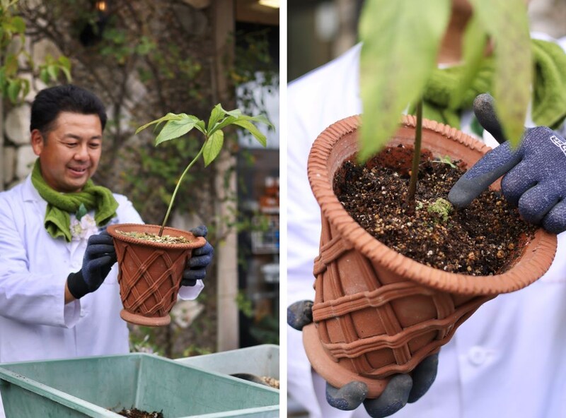 クリスマスローズの植え替え