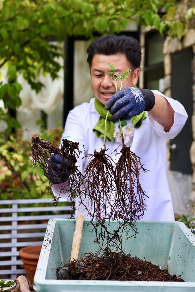 クリスマスローズの植え替え