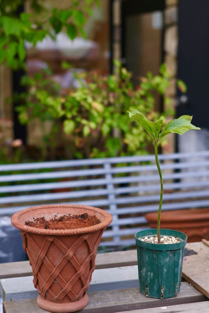 クリスマスローズの植え替え