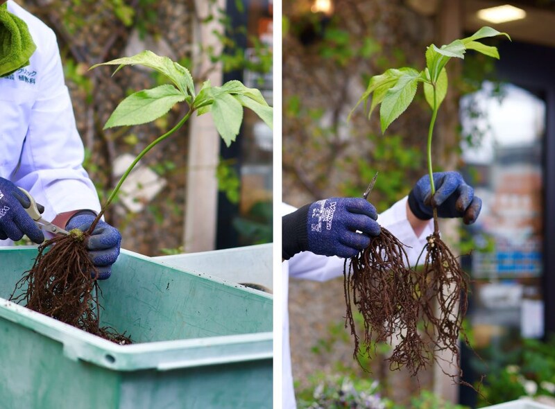 クリスマスローズの植え替え