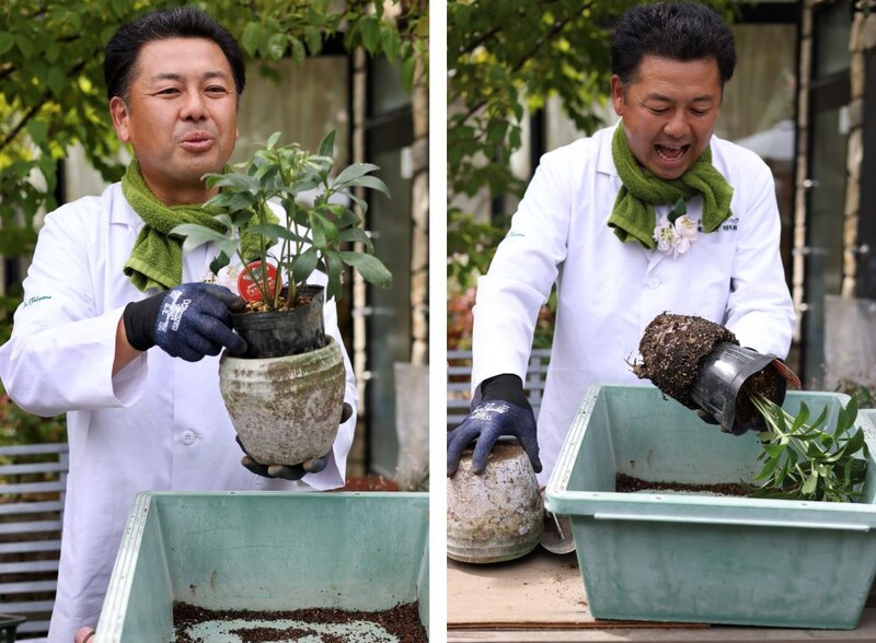 クリスマスローズの植え替え