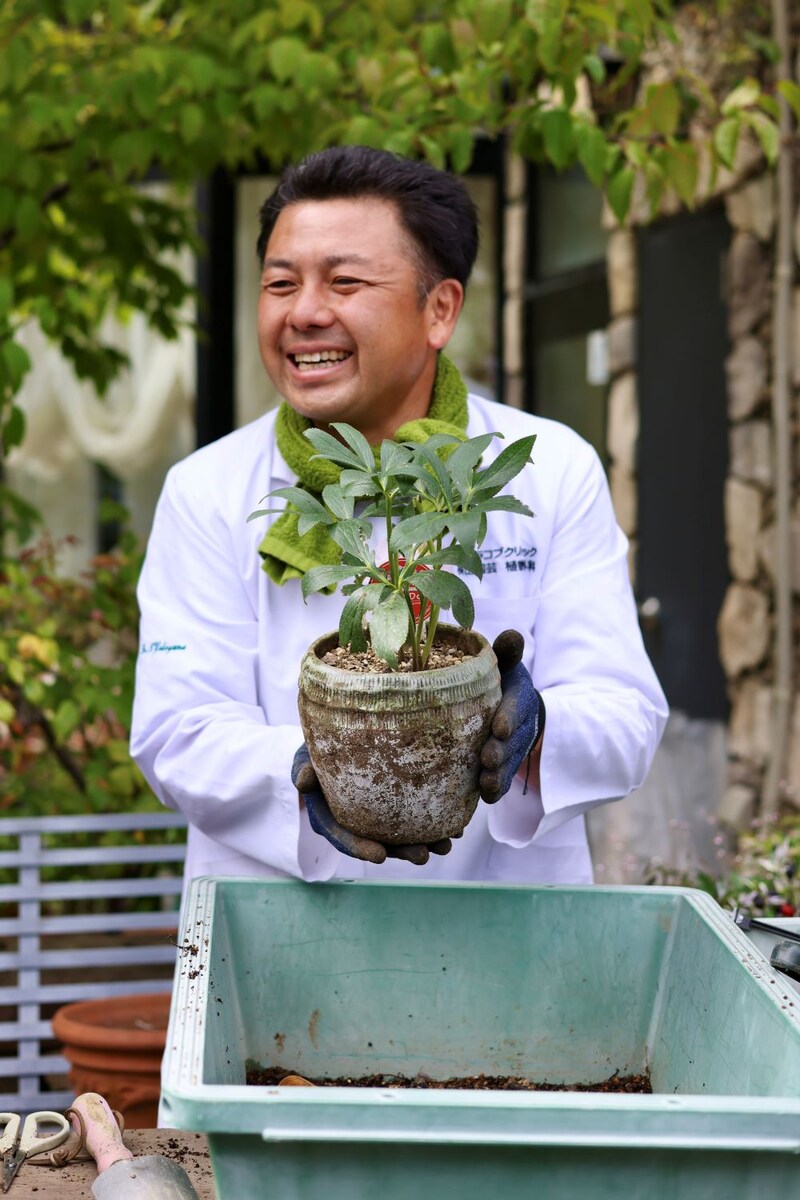 クリスマスローズの植え替え