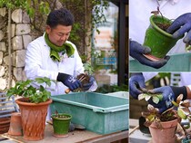 【プロが伝授】放置厳禁！ 9〜10月にやるべきピンチのクリスマスローズのレスキュー方法＜鉢植え編＞