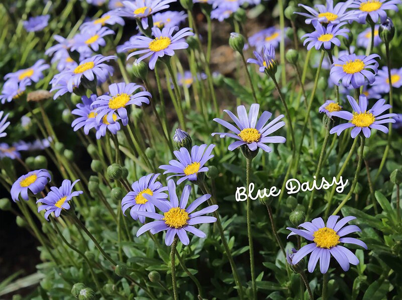 ブルーデージー