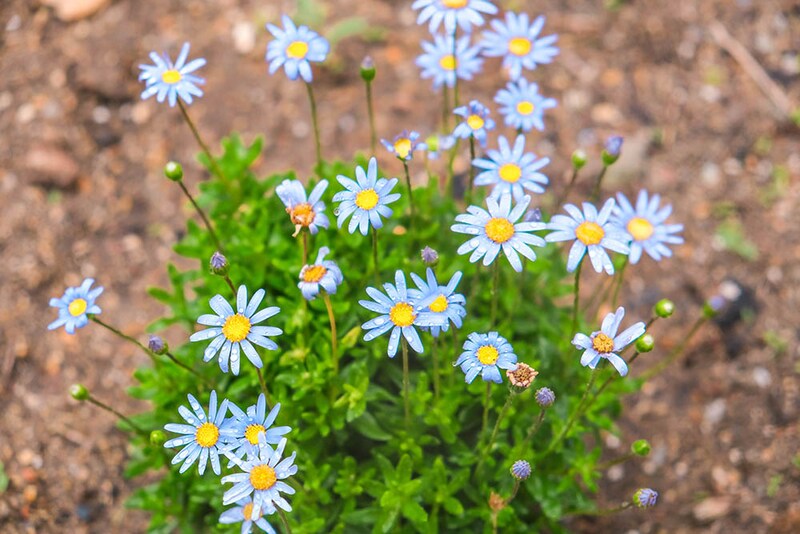 ブルーデージー