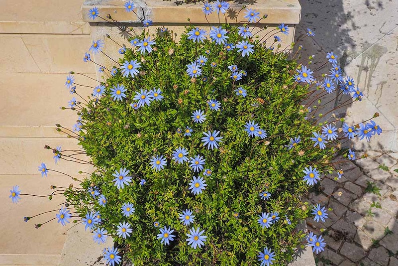 ブルーデージー