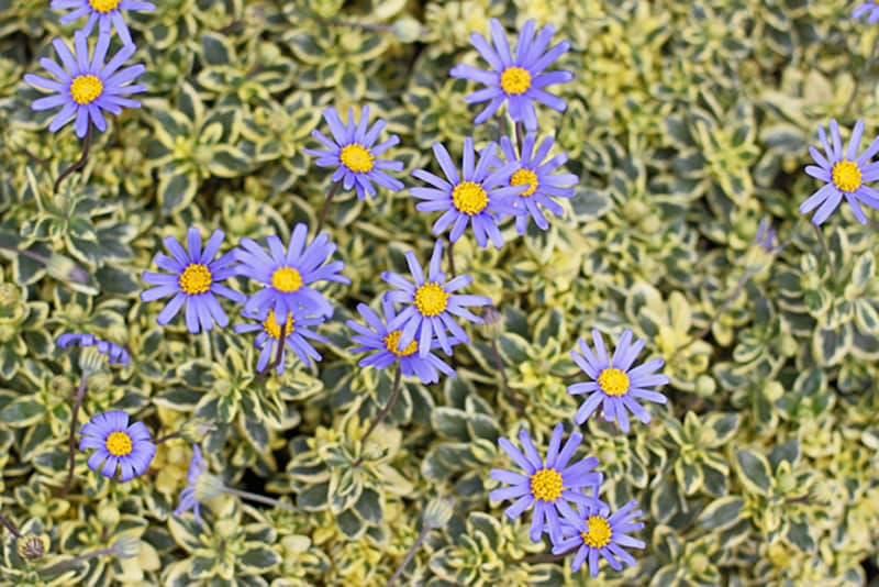 ブルーデージー斑入り　Felicia amelloides  'Variegata'