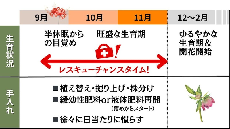 秋のクリスマスローズの手入れ表