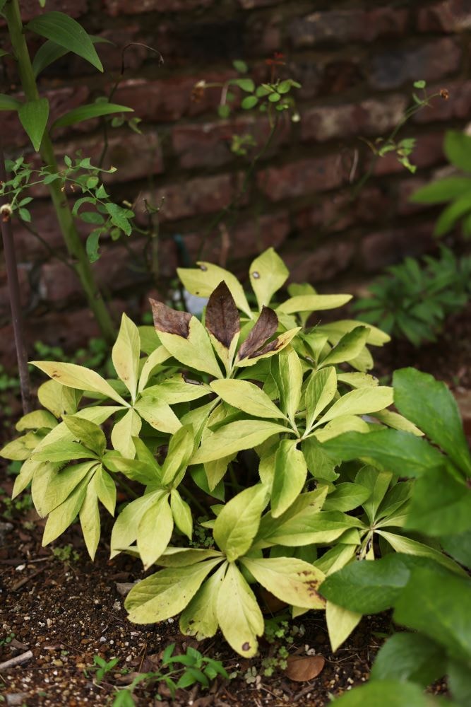 クリスマスローズ