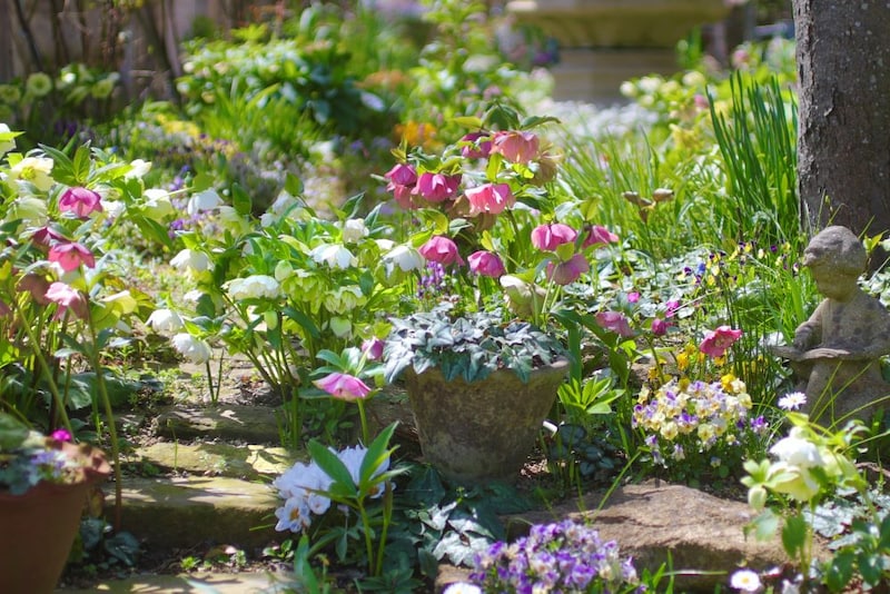 クリスマスローズの庭