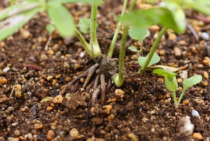 持ちあがったクリスマスローズ