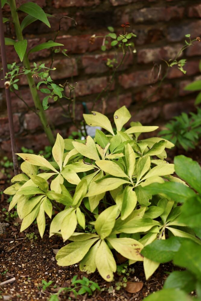 クリスマスローズの剪定