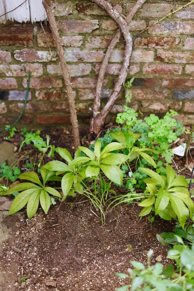 クリスマスローズの株分け