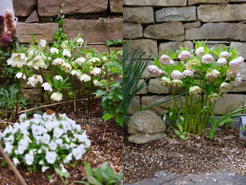 クリスマスローズ