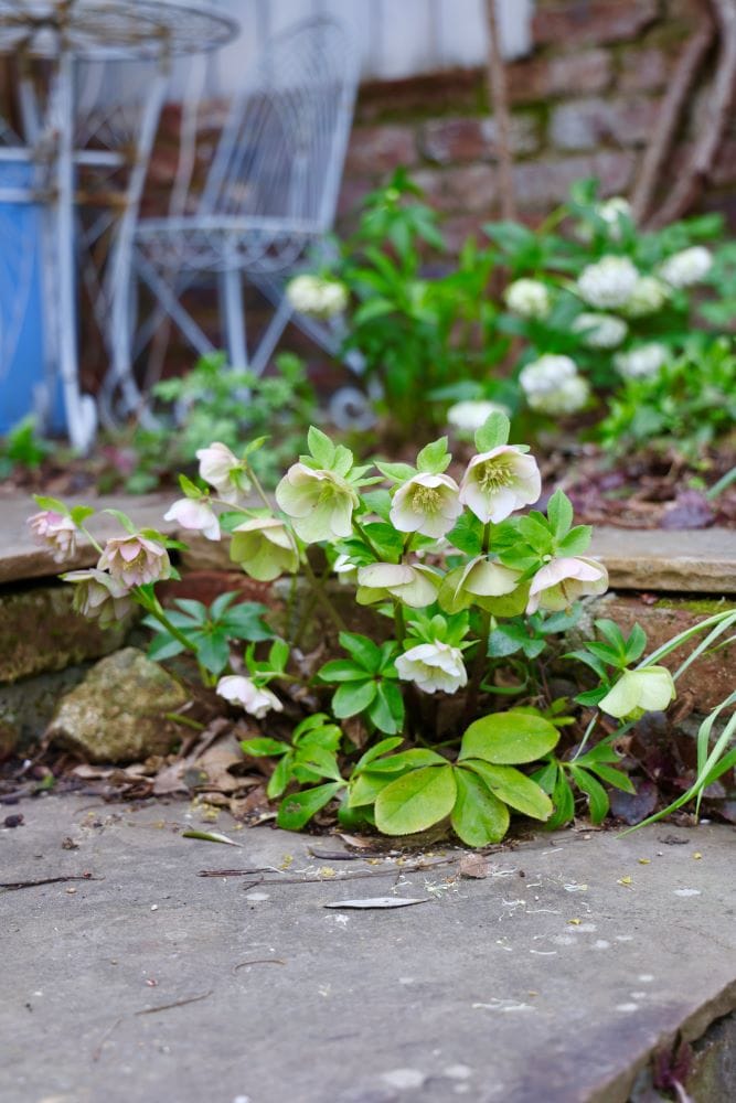 タイルの隙間に咲くクリスマスローズ。
