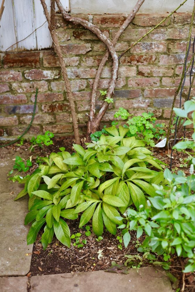 大株のクリスマスローズ