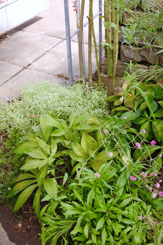 株分けしたクリスマスローズの移植