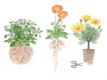 失敗しない秋の植え替え「8つの鉄則」　もう花苗をダメにしない！ 完全ガイド