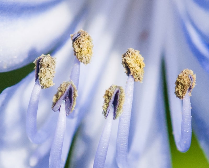 このおしべの持ち主は？