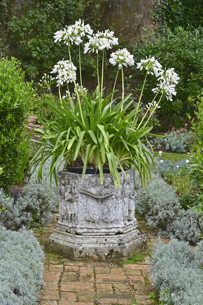 アガパンサスの白花品種の鉢植え。存在感のある花は庭のフォーカルポイントとしても効果的。
Del Boy／Shutterstock.com