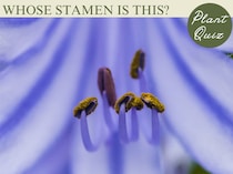 清涼感あふれる初夏の花！…このおしべ、何の花？【Let’s Challenge! 植物クイズ】Vol.17