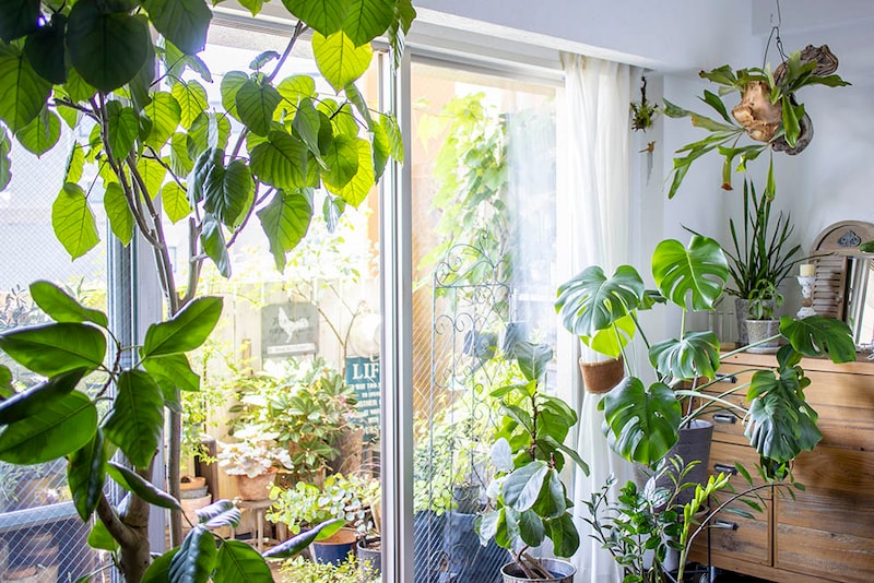 インドアグリーン