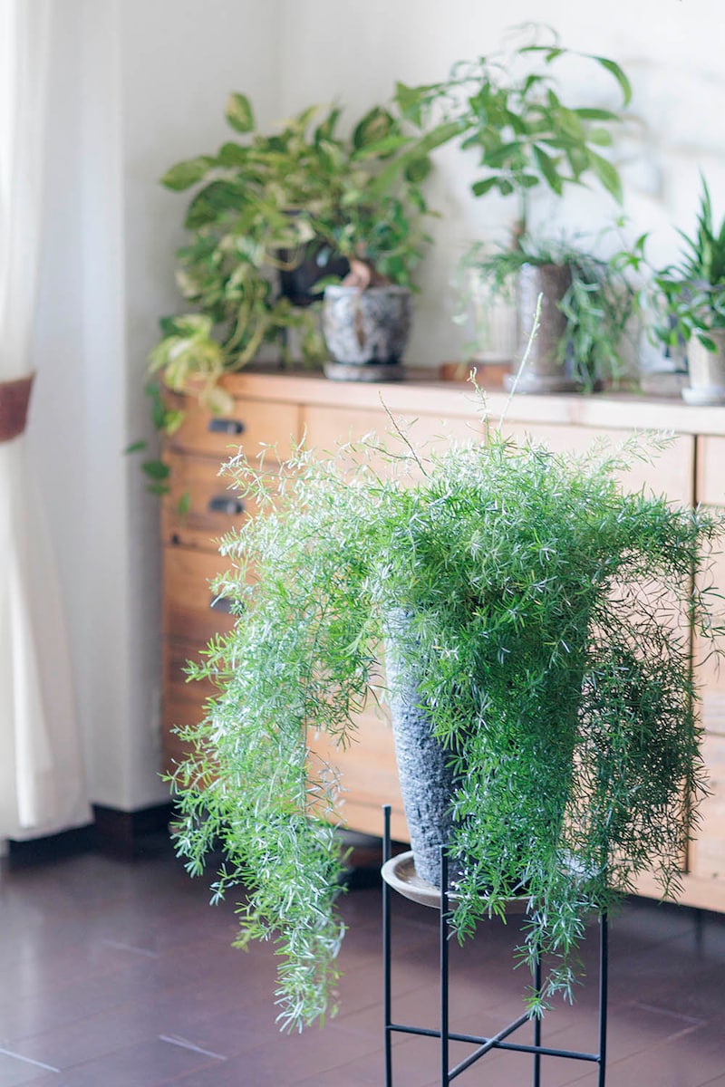 アスパラガス・スプレンゲリー