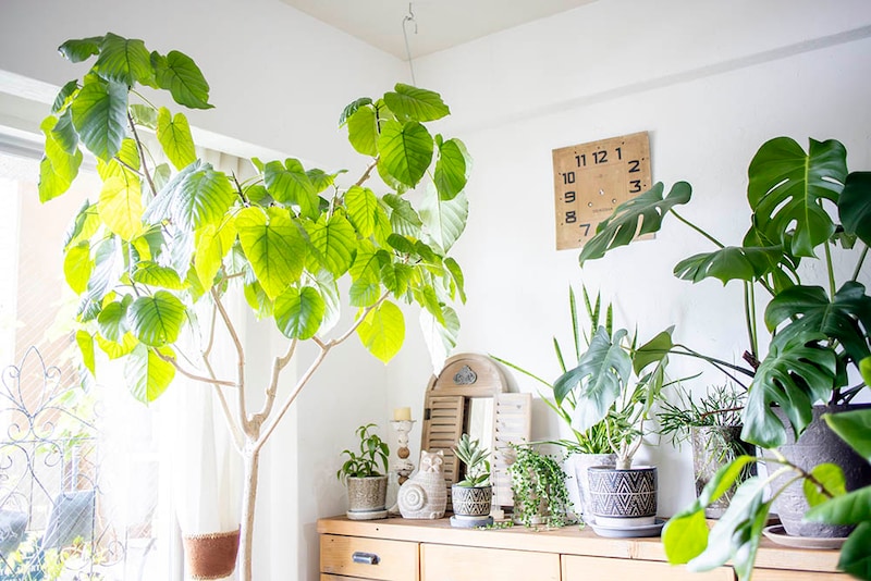 インドアグリーン