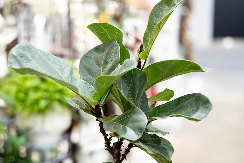 カシワバゴムノキ